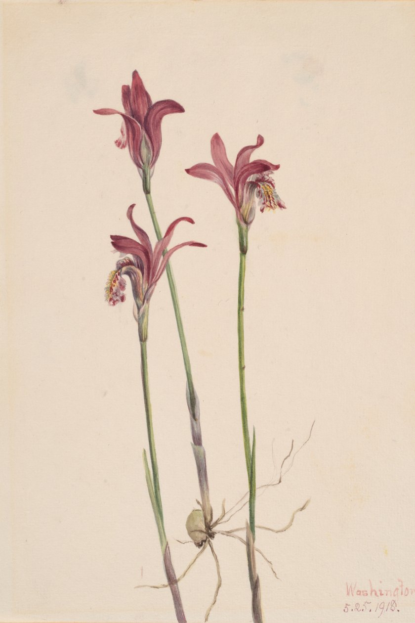 Arethusa Arethusa bulbosa، 1918. بواسطة ماري فو والكوت