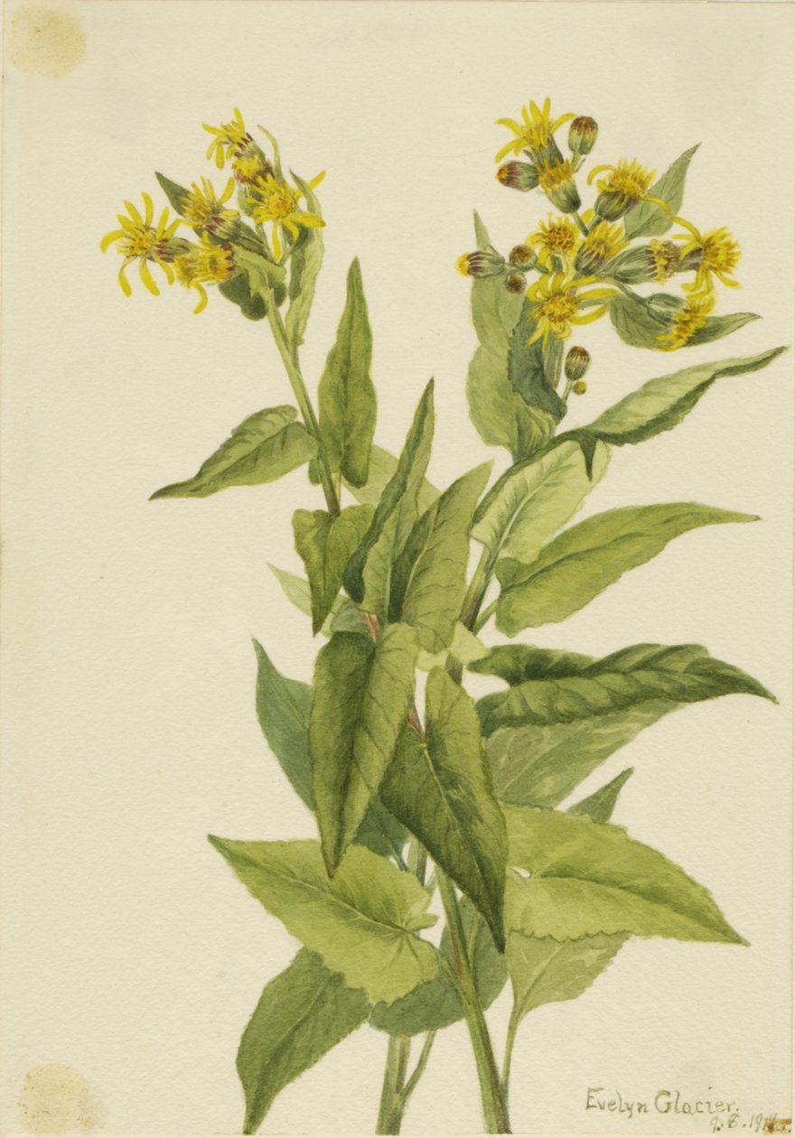 Arrowleaf Groundsel Senecia triangleis ، 1916. بواسطة ماري فو والكوت