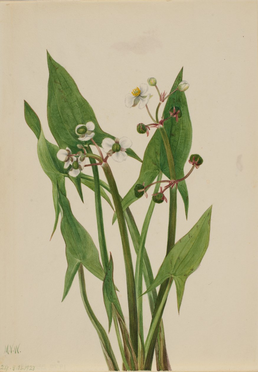 Arum Arrowhead Sagittaria cuneata ، 1923. بواسطة ماري فو والكوت