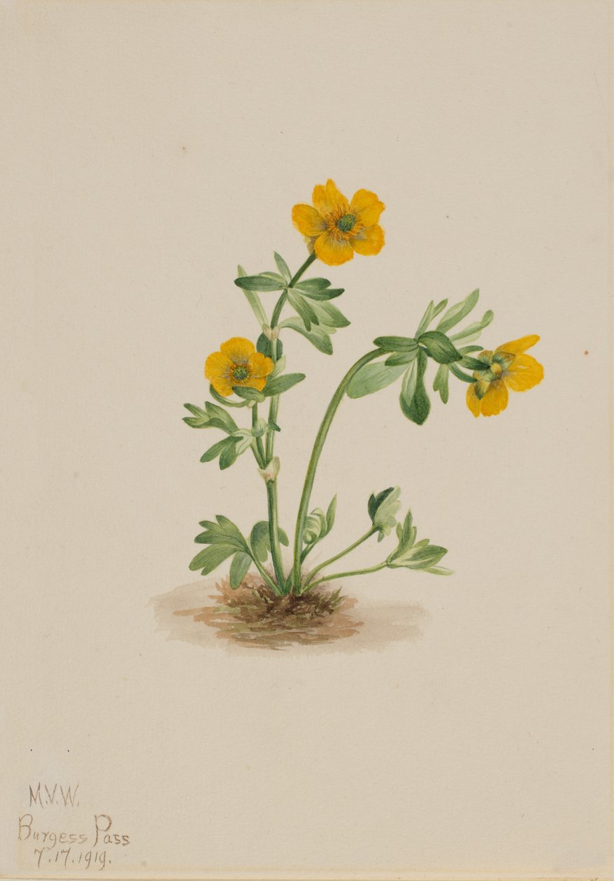 أفالانش باتركاب Ranunculus suksdorfii ، 1919. بواسطة ماري فو والكوت