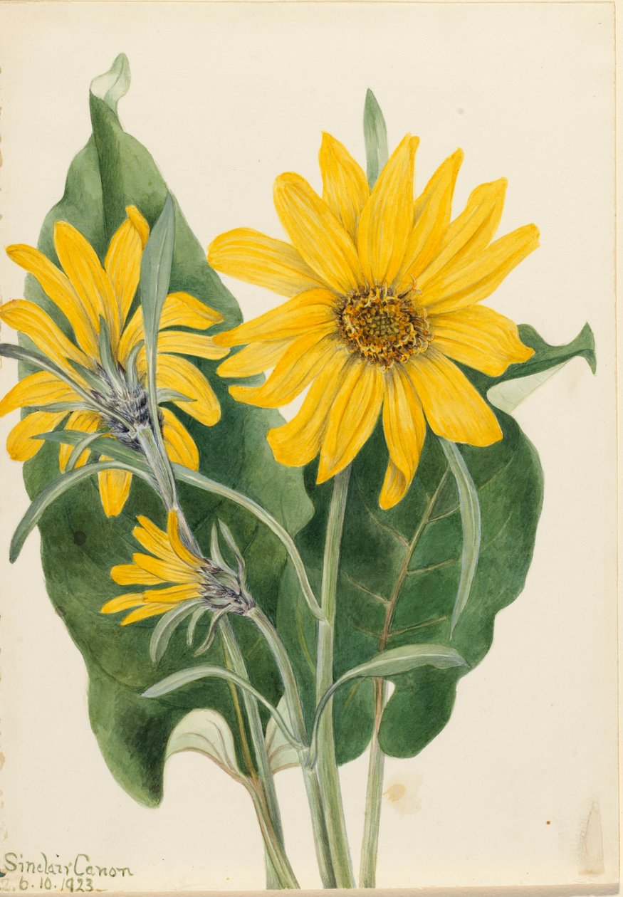 Balsamroot Balsamorhiza sagittata ، 1923. بواسطة ماري فو والكوت