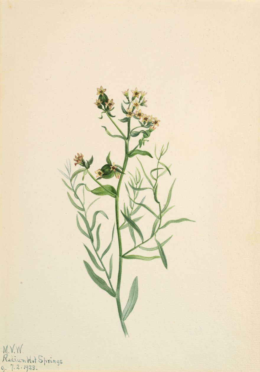 النذل Toadflax كوماندرا باليدا ، 1923. بواسطة ماري فو والكوت
