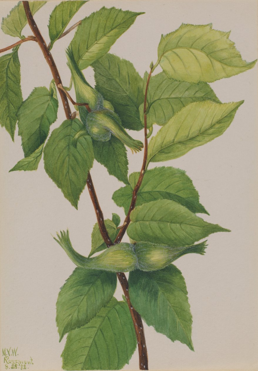 منقار البندق Corylus rostrata ، 1932. بواسطة ماري فو والكوت