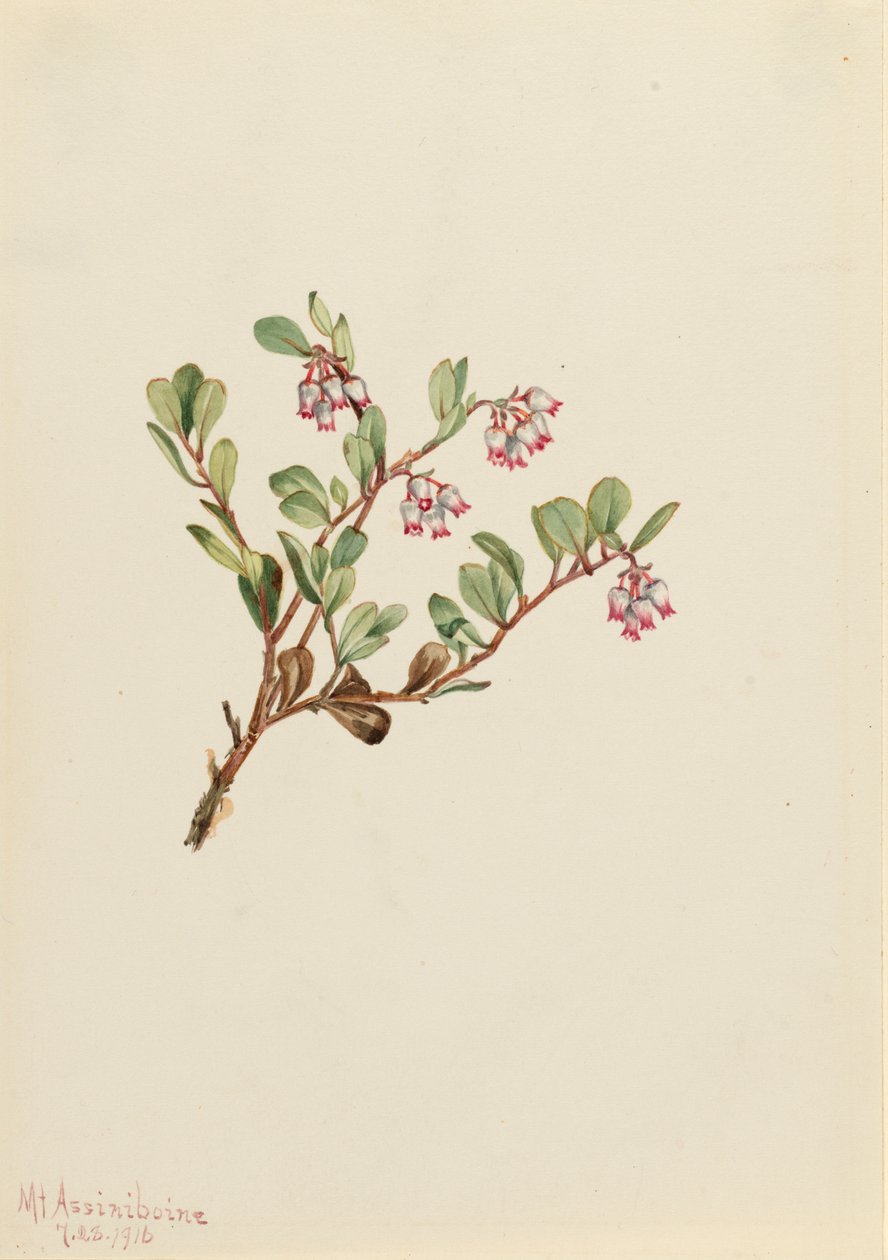 Bearberry Arctostaphylos uva-ursi ، 1916. بواسطة ماري فو والكوت
