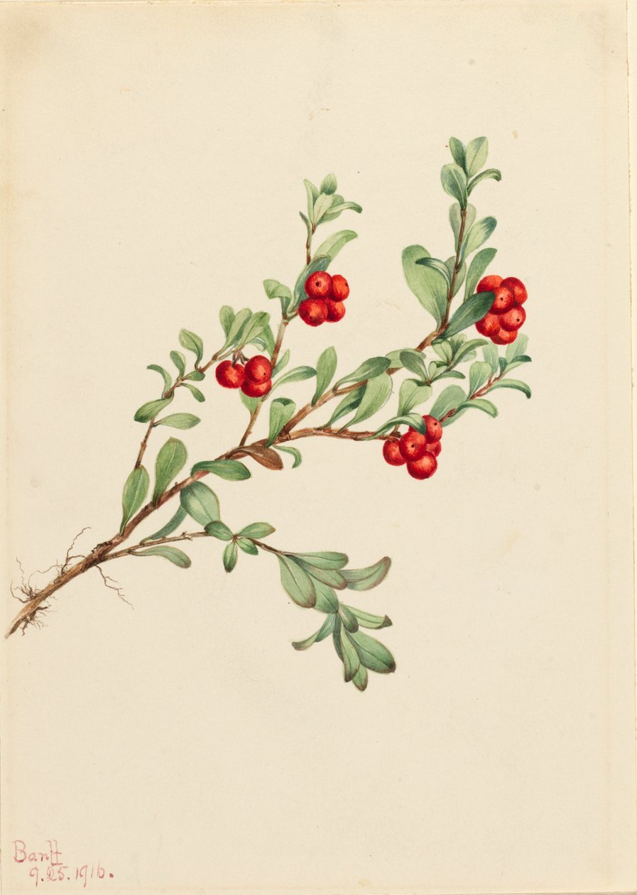 Bearberry Arctostaphylos عنب الدب ، 1916 بواسطة ماري فو والكوت