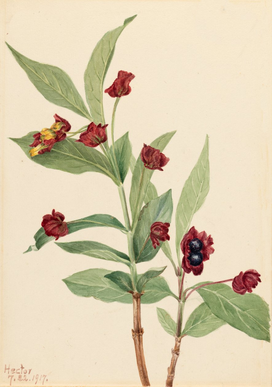 Bearberry Honeysuckle Lonicera involucrata ، 1917. بواسطة ماري فو والكوت