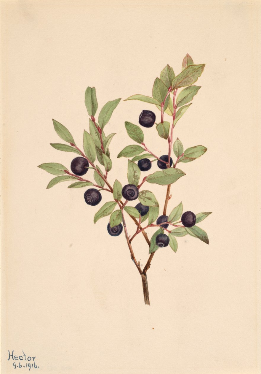 غشاء Whortleberry Vaccinium الهائل ، 1916. بواسطة ماري فو والكوت