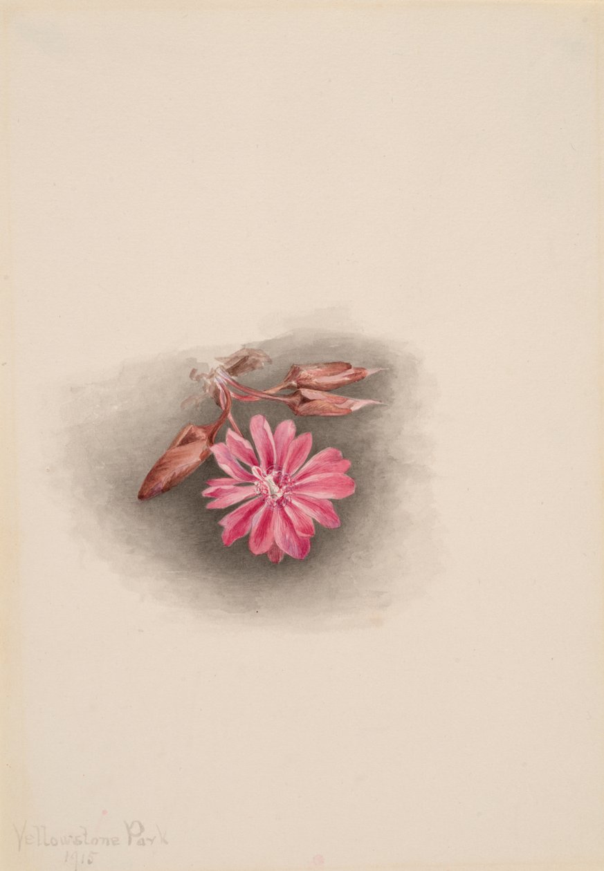 Bitterroot Lewisia redivivia ، 1915. بواسطة ماري فو والكوت