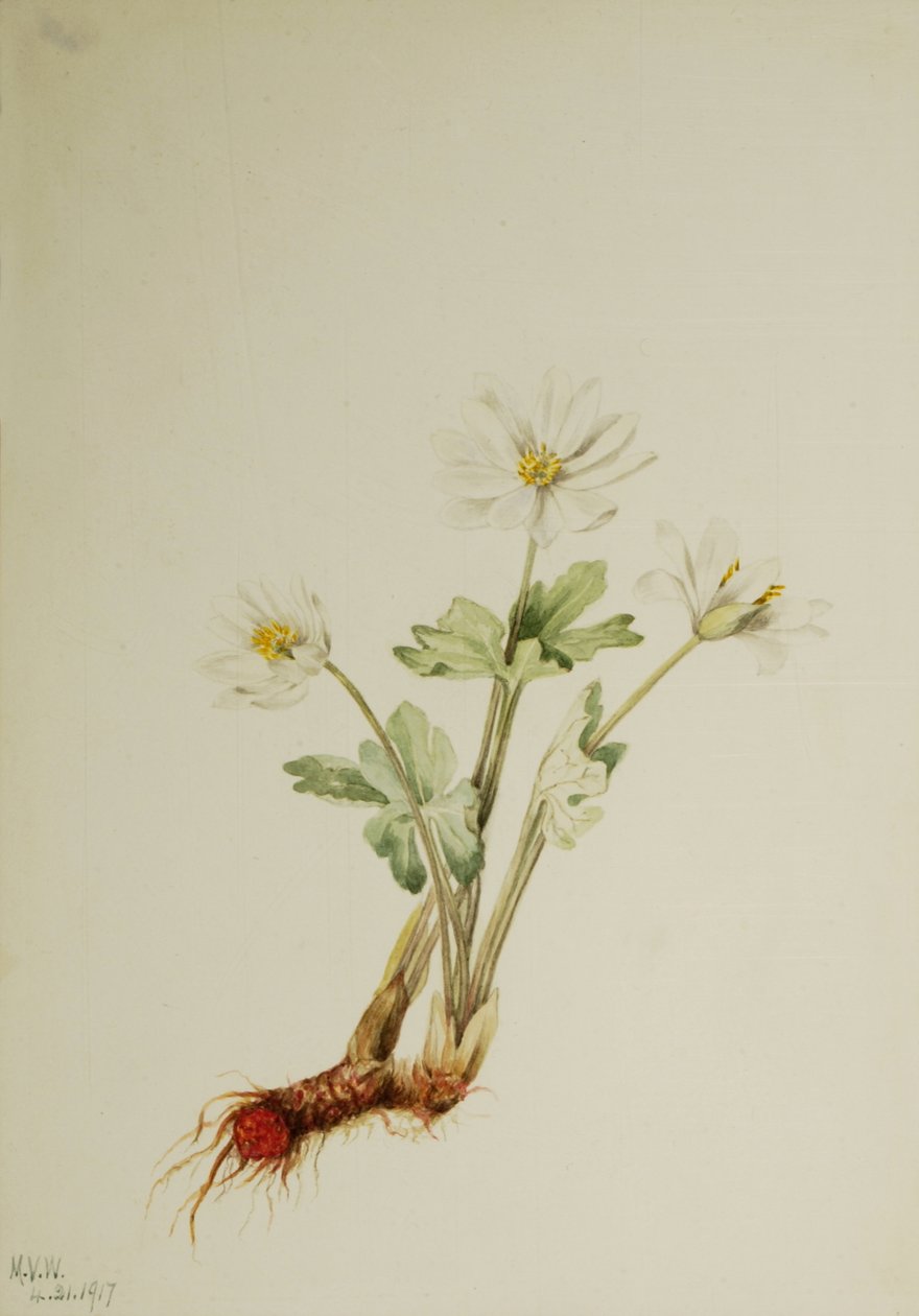 Bloodroot Sanguinaria canadensis ، 1917. بواسطة ماري فو والكوت