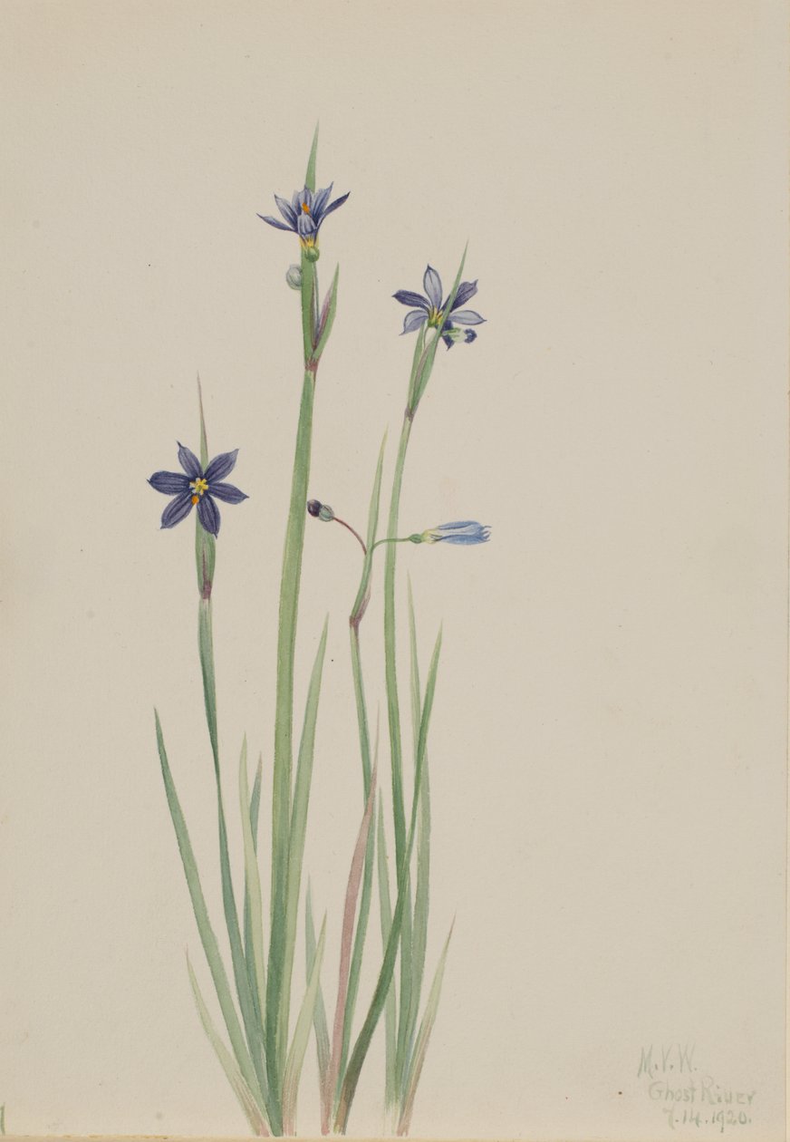 عشب العين الزرقاء Sisyrinchium angustifolium ، 1920. بواسطة ماري فو والكوت