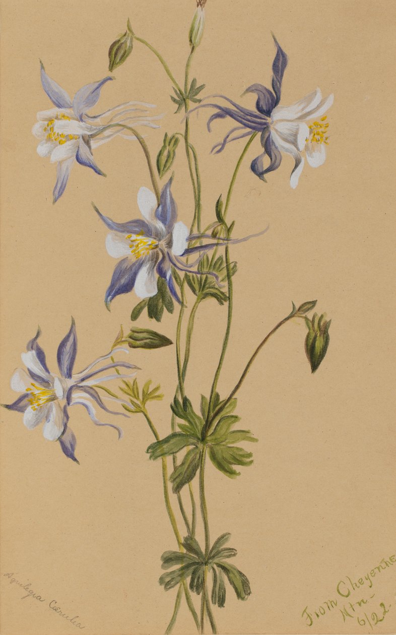 Blue Columbine Aquilegia caerulea ، 1922. بواسطة ماري فو والكوت