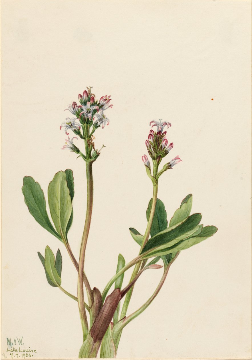 Bogbean Menyanthes trifoliata ، 1925. بواسطة ماري فو والكوت