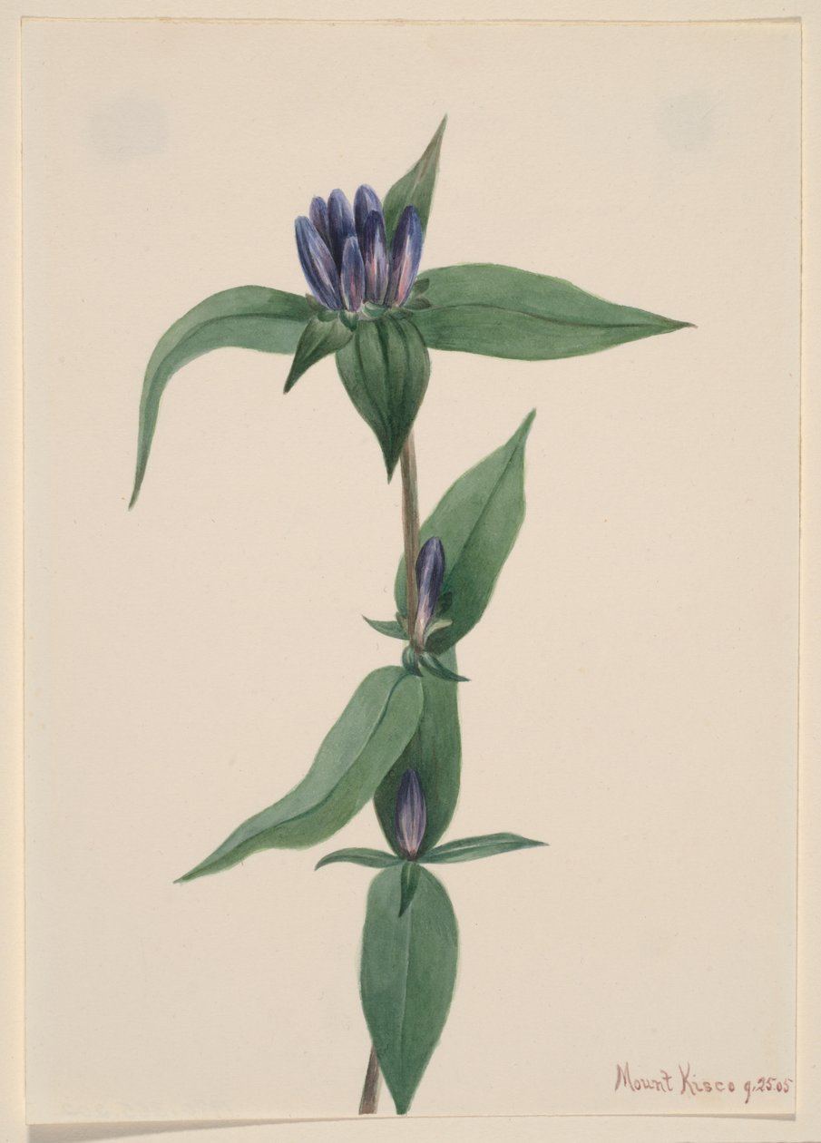 زجاجة Gentian Gentiana saponaria ، 1905. بواسطة ماري فو والكوت