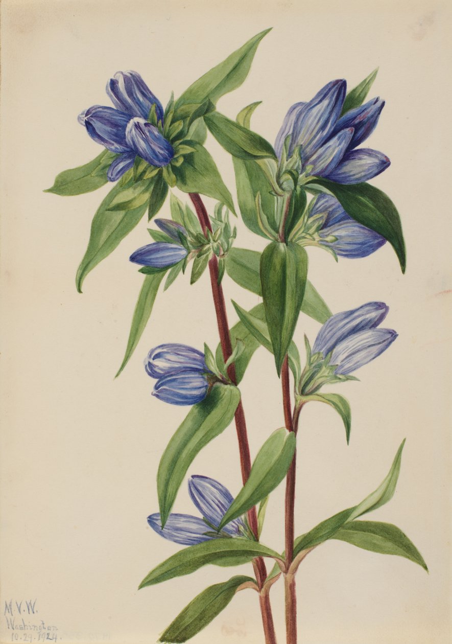زجاجة Gentian Gentiana saponaria ، 1924. بواسطة ماري فو والكوت