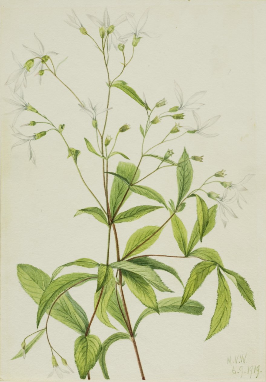 Bowmansroot Porteranthus trifoliatus ، 1919. بواسطة ماري فو والكوت