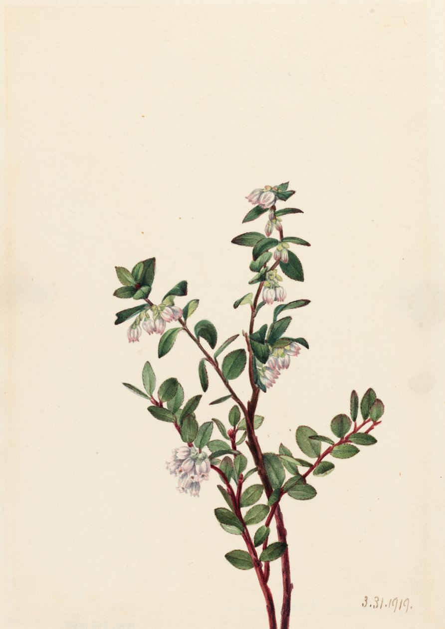 Box Huckleberry Gaylussacia brachycera، 1919. بواسطة ماري فو والكوت