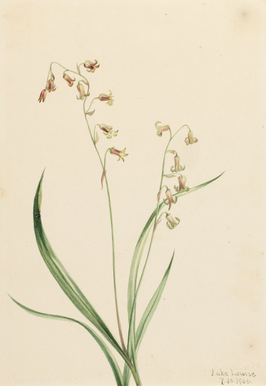 Bronzebells Stenanthium occidentale ، 1906. بواسطة ماري فو والكوت