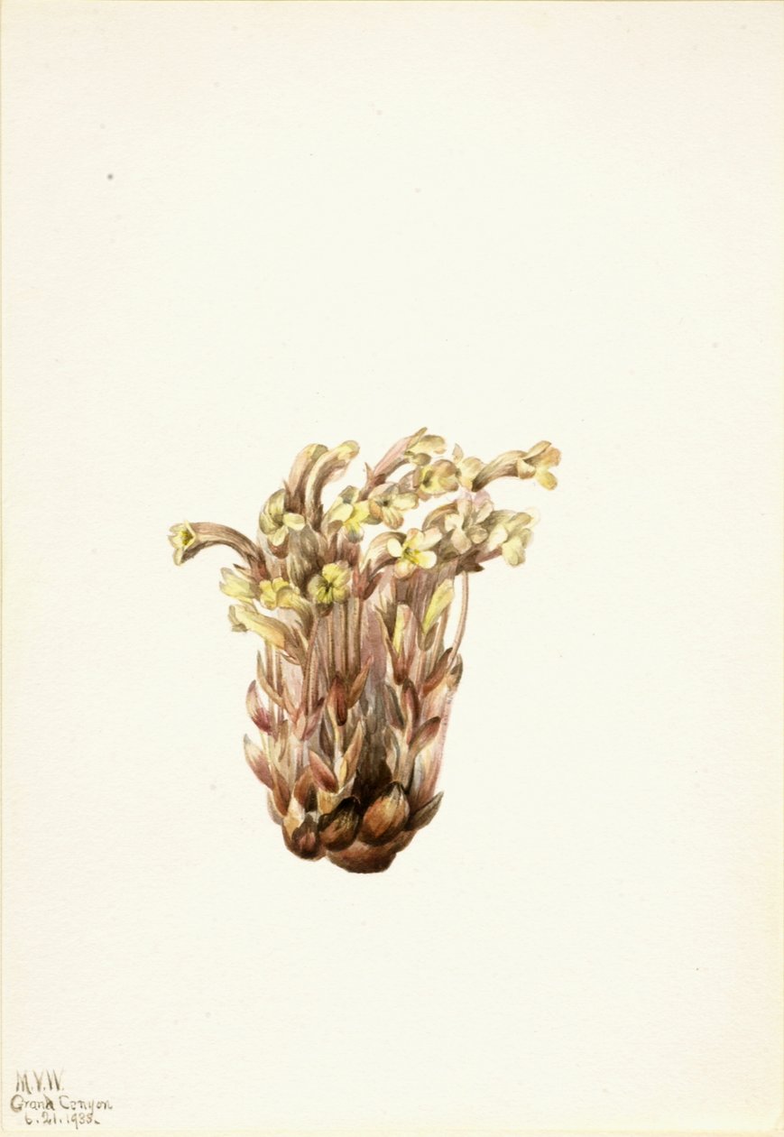 Broomrape Orobanche fasciculata ، 1933. بواسطة ماري فو والكوت