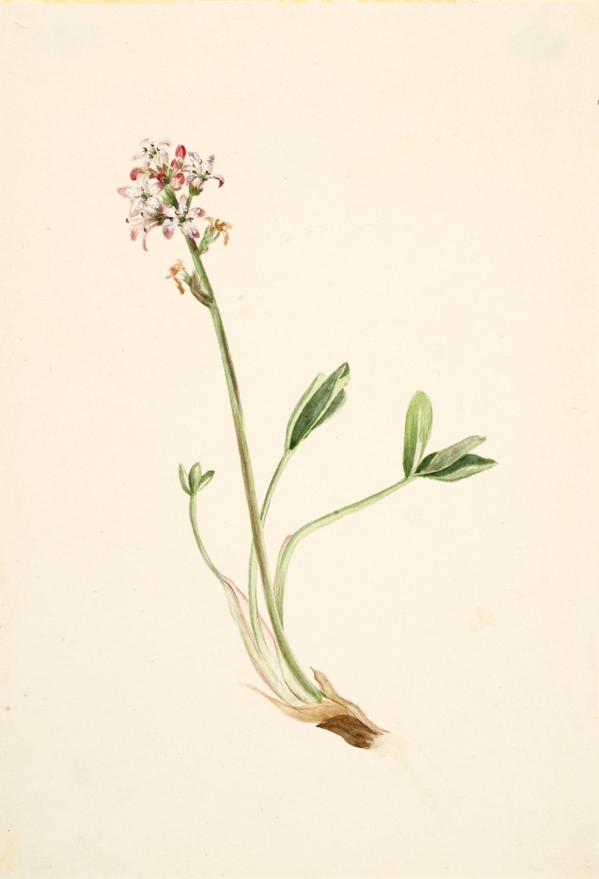 بوكبين Menyanthes trifoliata ، كاليفورنيا. 1900-1920. بواسطة ماري فو والكوت