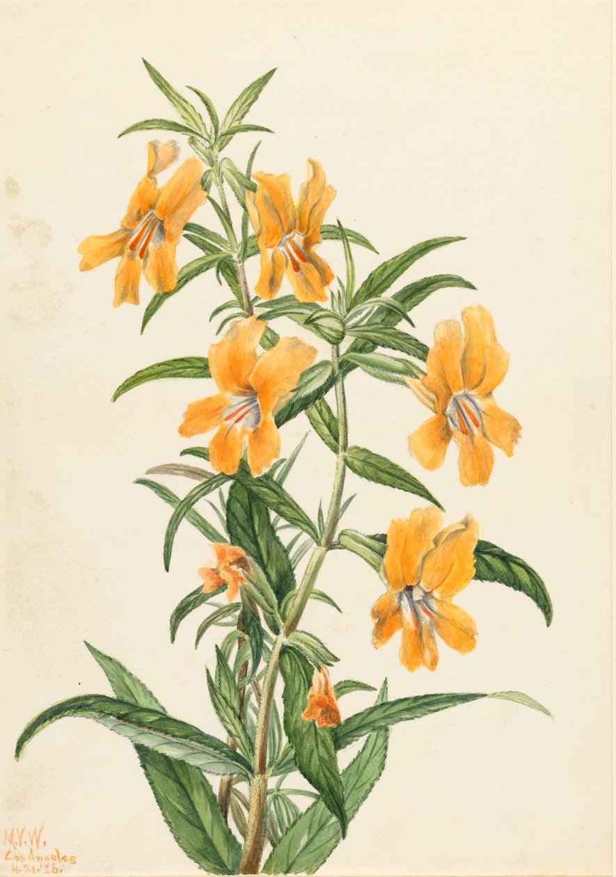 بوف Monkeyflower Diplacus longiflorus ، 1926. بواسطة ماري فو والكوت