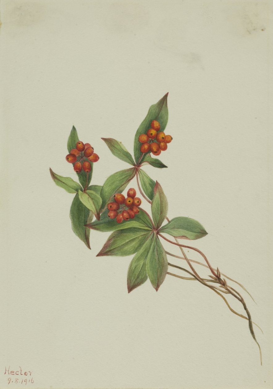 Bunchberry Cornus canadensis ، 1916. بواسطة ماري فو والكوت