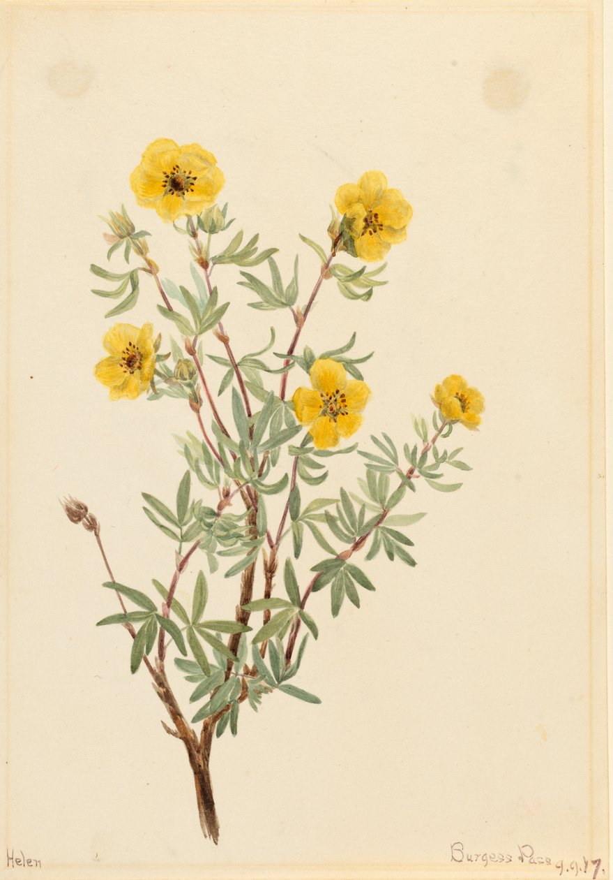 بوش Cinquefoil Potentilla fruticosa ، 1917. بواسطة ماري فو والكوت