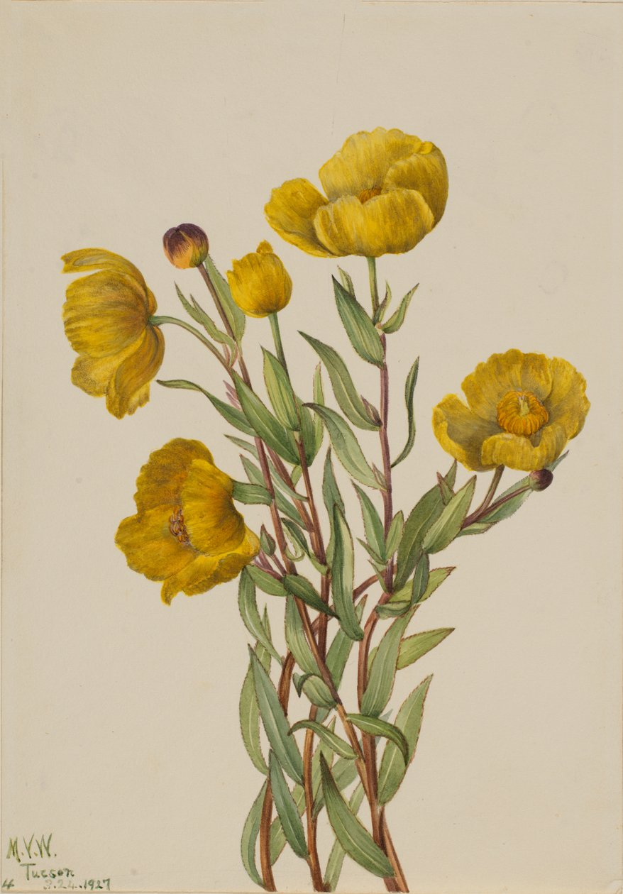 Bushpoppy Dendromecon rigidum ، 1927 بواسطة ماري فو والكوت