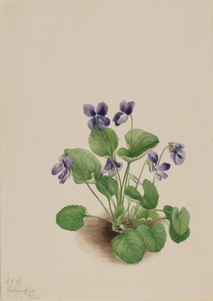 فراشة البنفسج فيولا papilionacea ، 1923. بواسطة ماري فو والكوت