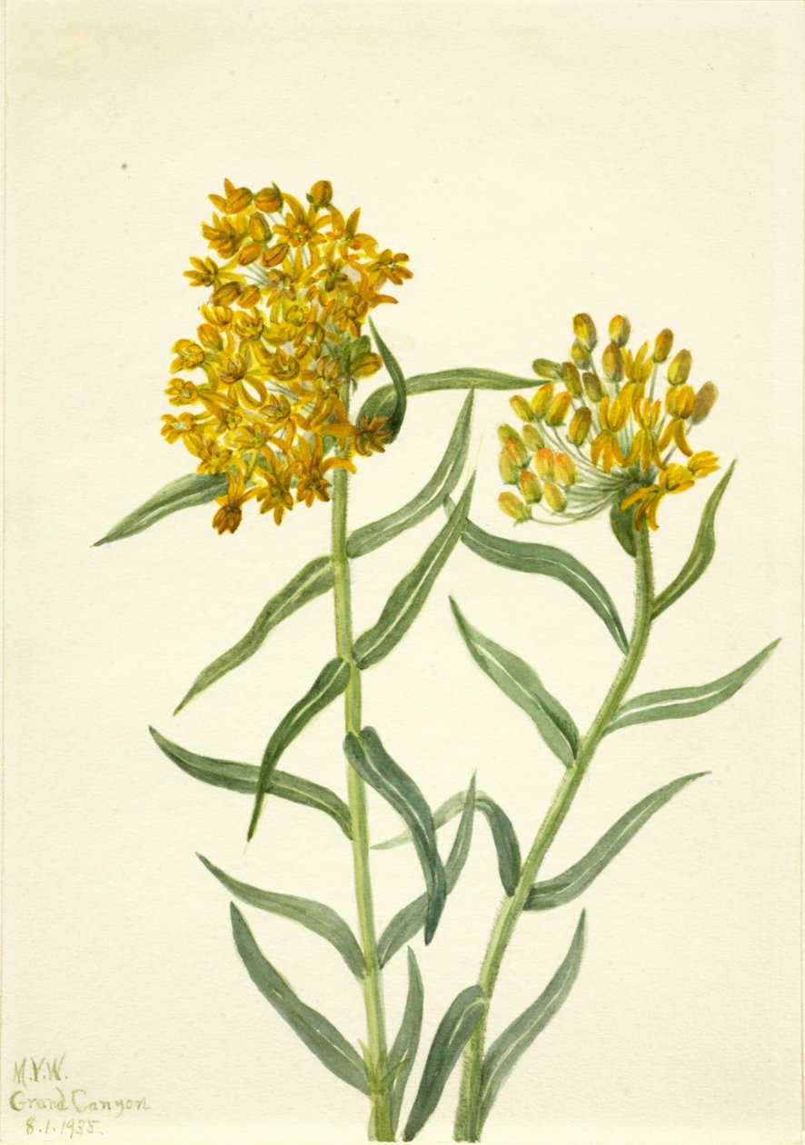 الفراشة الحشائش Ascelpias tuberosa ، 1935. بواسطة ماري فو والكوت