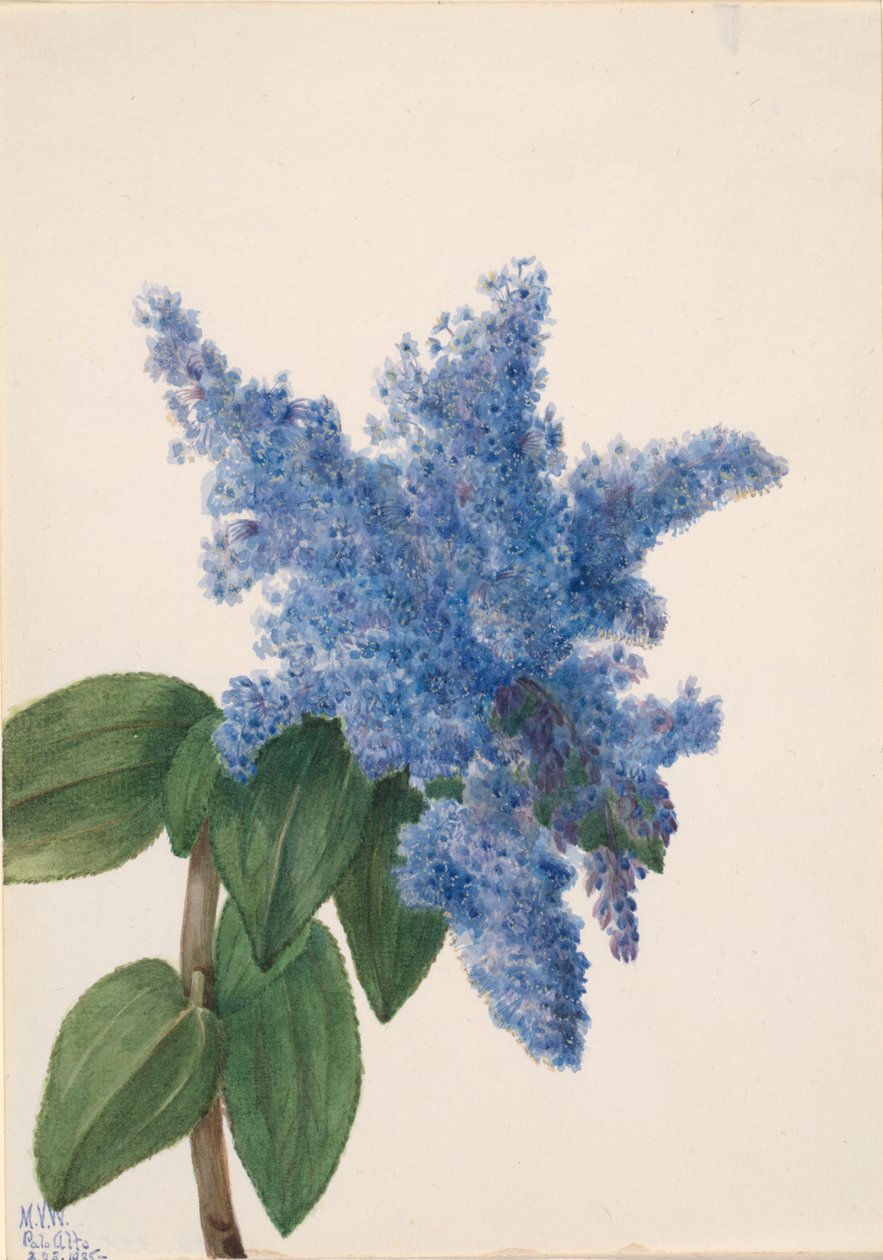 كاليفورنيا ليلك Ceanothus thyrsiflorus ، 1935 بواسطة ماري فو والكوت