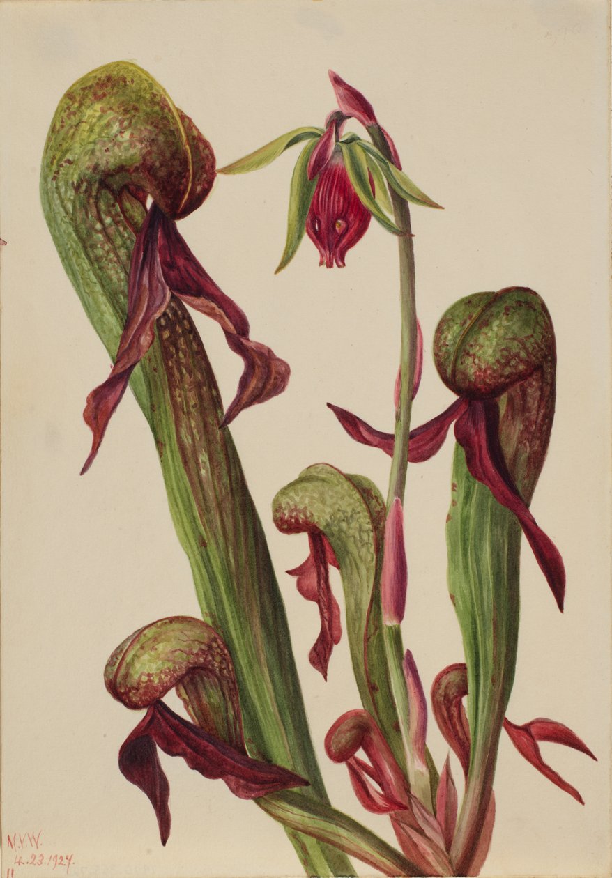 كاليفورنيا Pitcherplant Chrysamphora californica ، 1924. بواسطة ماري فو والكوت