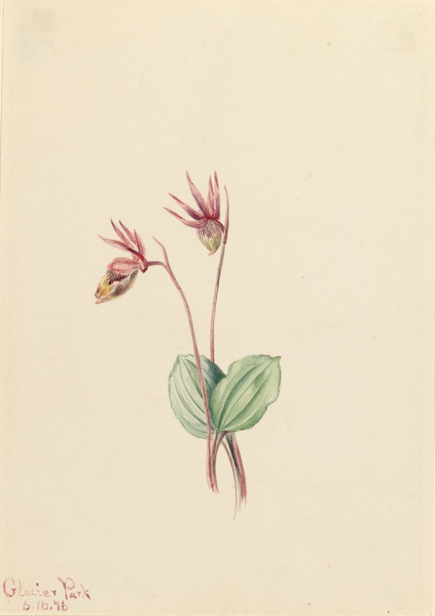 كاليبسو Cytherea bulbosa ، 1916. بواسطة ماري فو والكوت