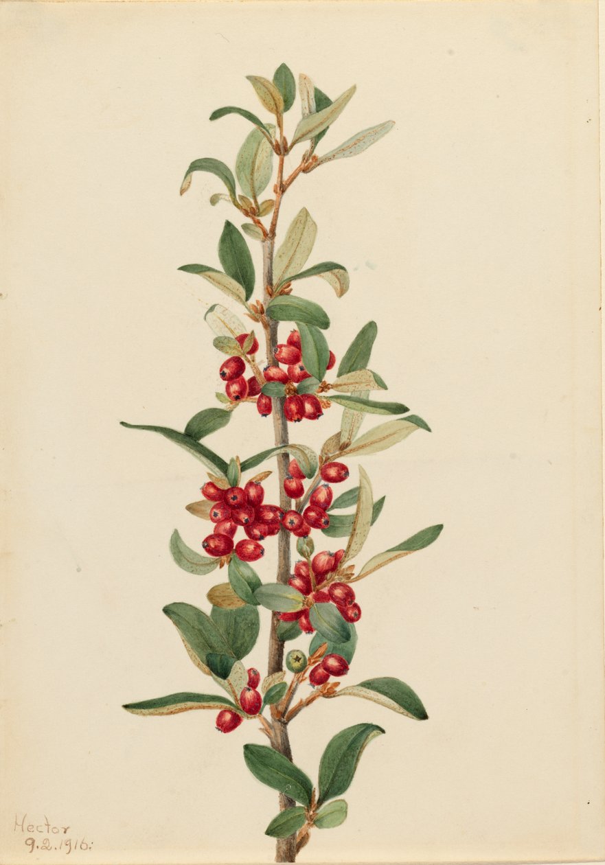 كندا بافالوبيري Lepargyrea canadensis ، 1916. بواسطة ماري فو والكوت