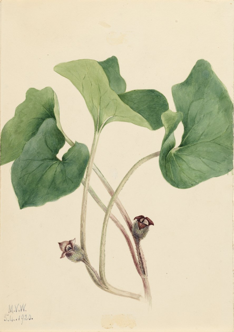 كندا البرية الزنجبيل Asarum canadense ، 1920. بواسطة ماري فو والكوت