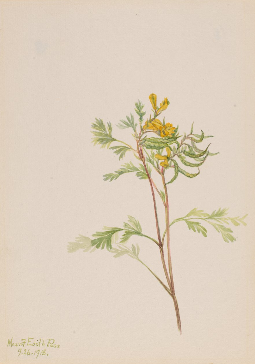 Capnoides aureum ، 1918. بواسطة ماري فو والكوت