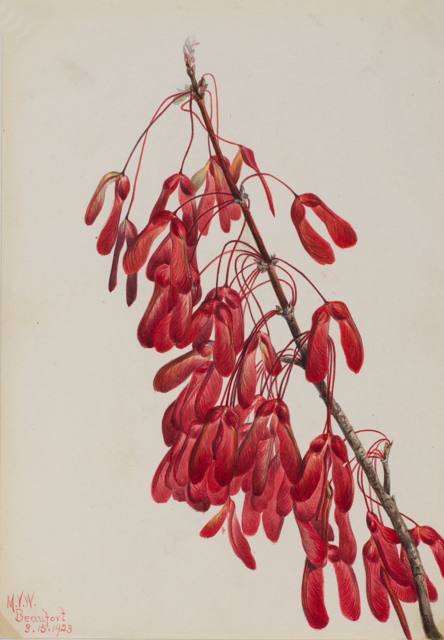 كارولينا مابل Acer carolinianum ، 1923. بواسطة ماري فو والكوت