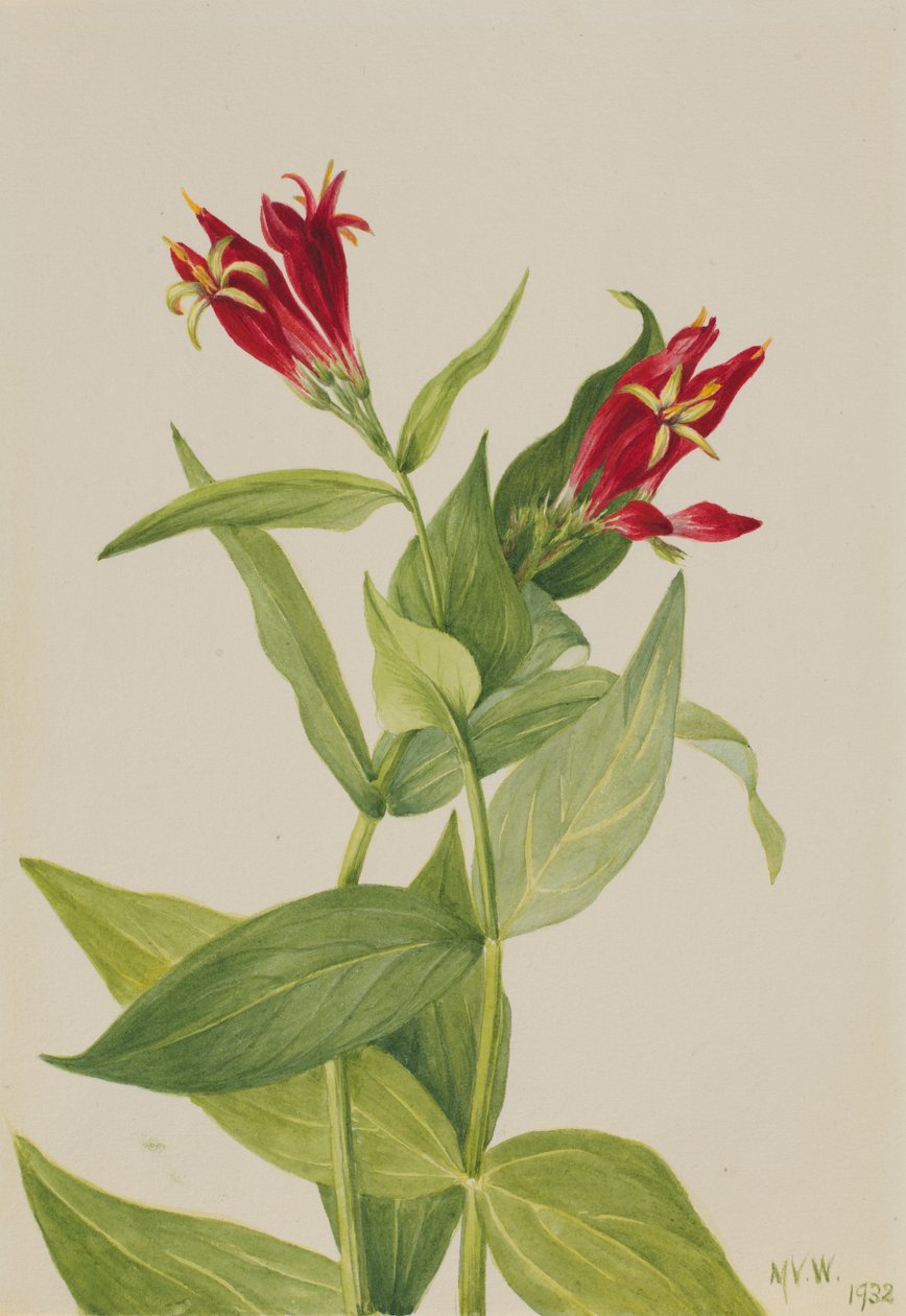كارولينا بينك Spigelia marylandica ، 1932. بواسطة ماري فو والكوت