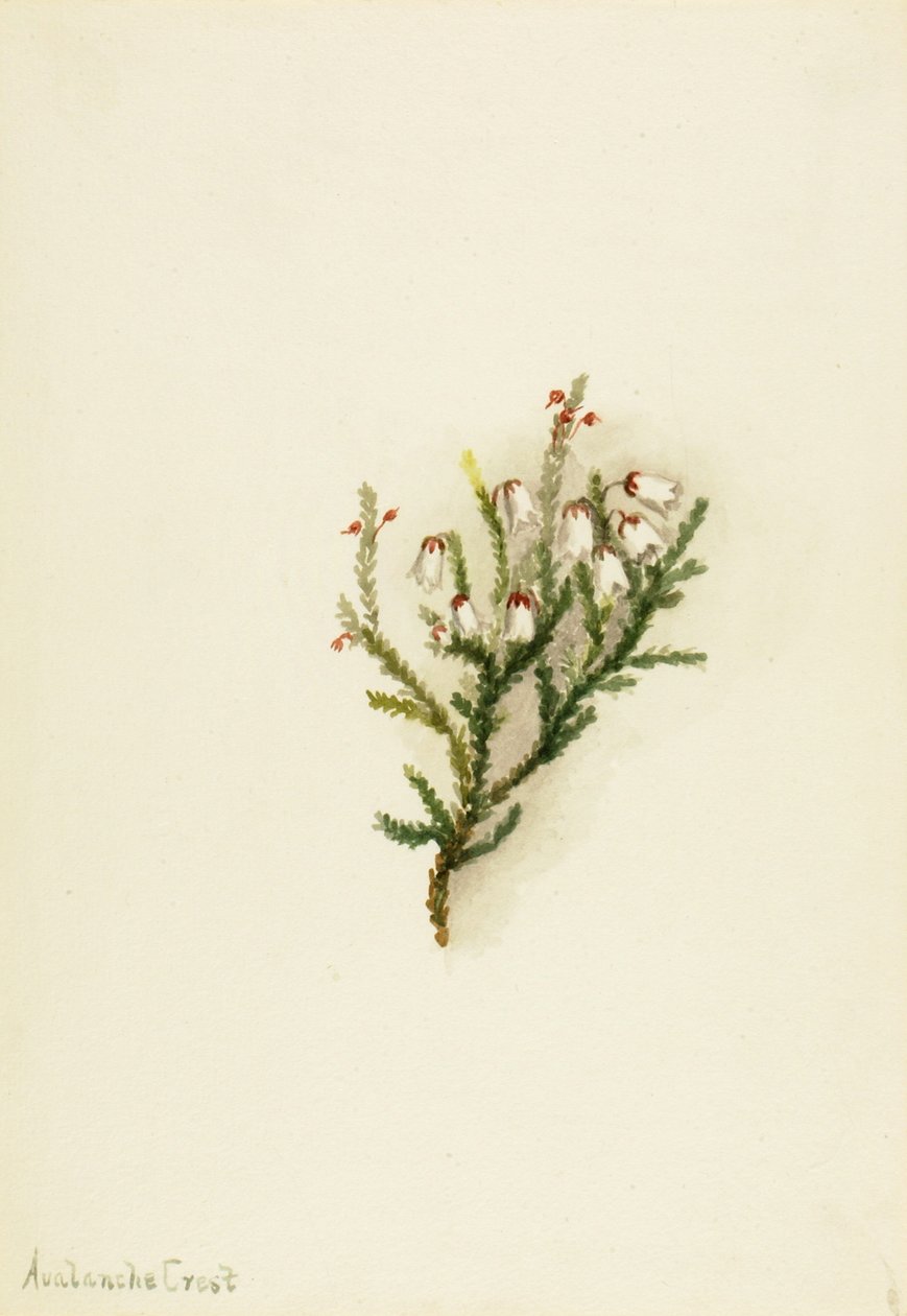 Cassiope Cassiope mertensiana ، كاليفورنيا. 1900-1905. بواسطة ماري فو والكوت