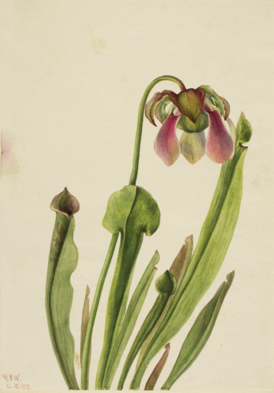 Catesby Pitcherplant Sarracenia catesaei ، 1929. بواسطة ماري فو والكوت