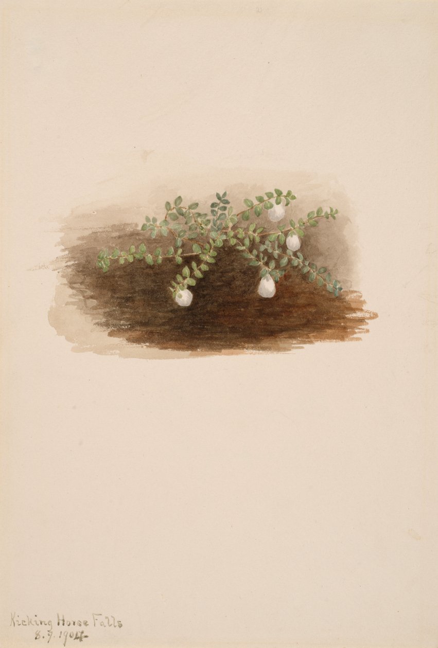 Chiogenes hispidula ، 1904. بواسطة ماري فو والكوت