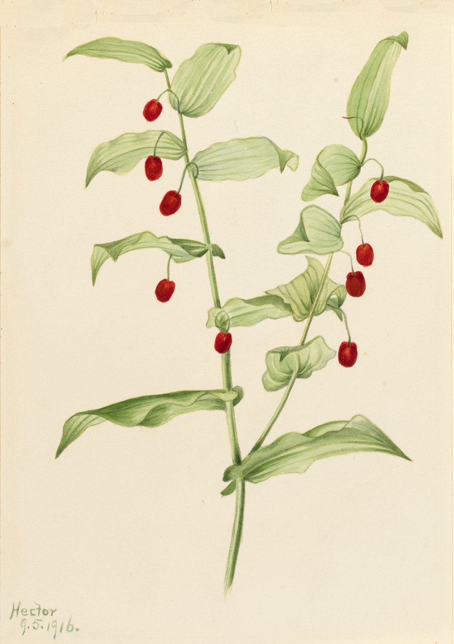 الإمساك بالساق الملتوية Streptopus amplexifolius ، 1916. بواسطة ماري فو والكوت