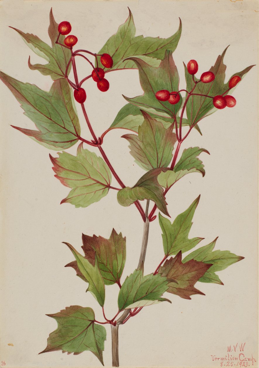 التوت البري Viburnum pauciflorum ، 1923. بواسطة ماري فو والكوت