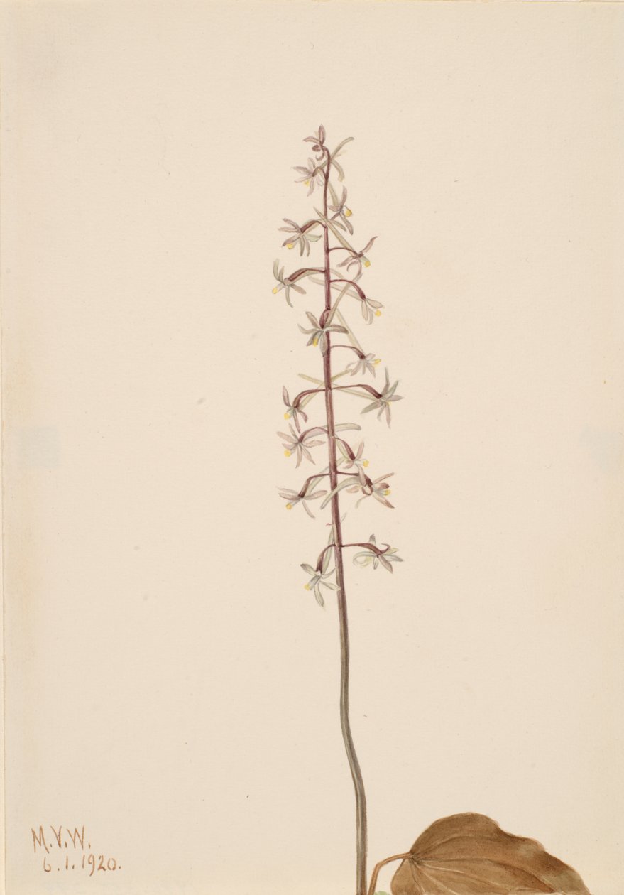 كرين فلاي Orchis Tipularia uniflora ، 1920. بواسطة ماري فو والكوت