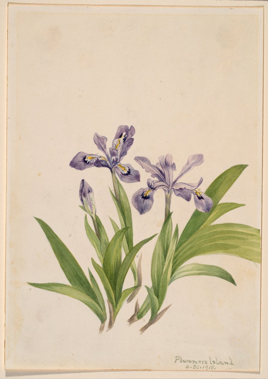 السوسن المتوج (Iris cristata) بواسطة ماري فو والكوت