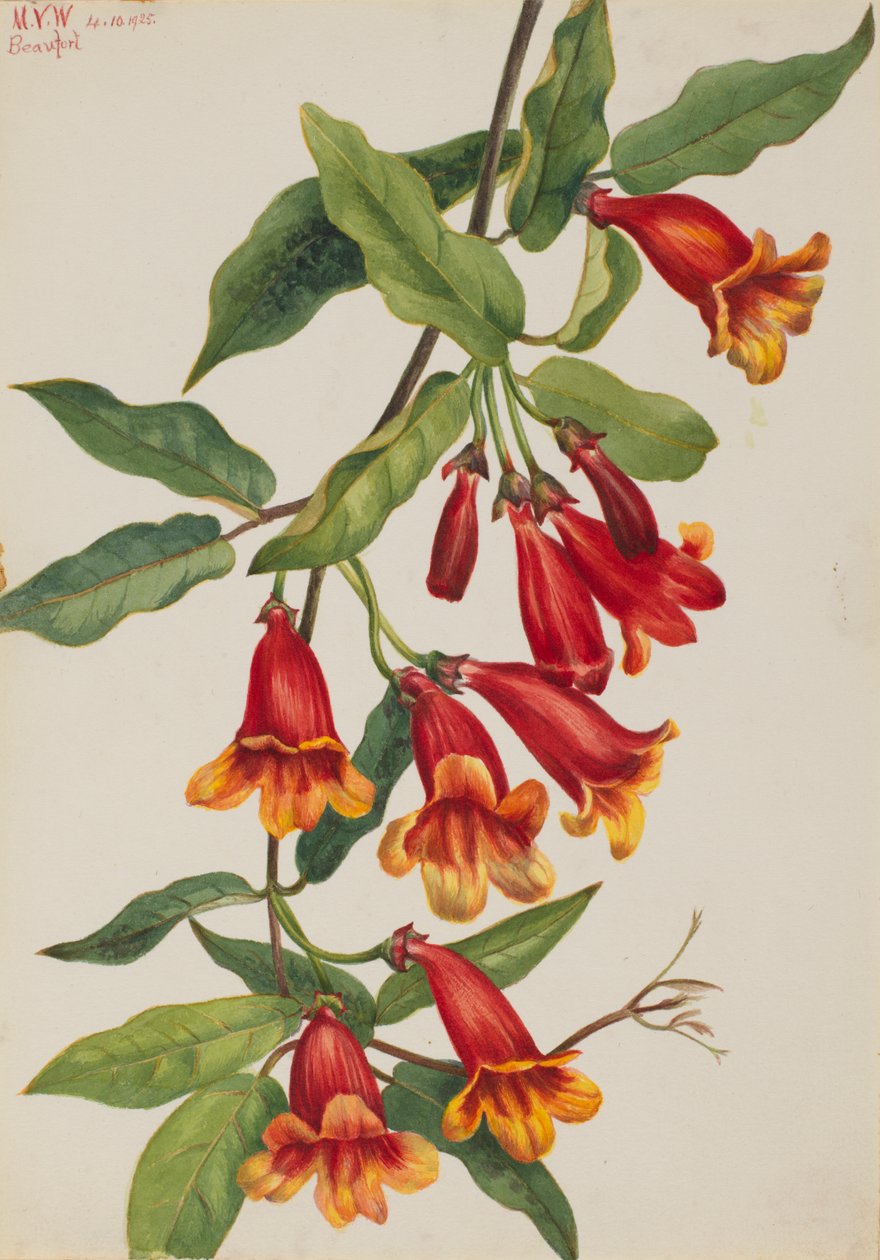 Crossvine Anisostichus capreolatus ، 1925. بواسطة ماري فو والكوت