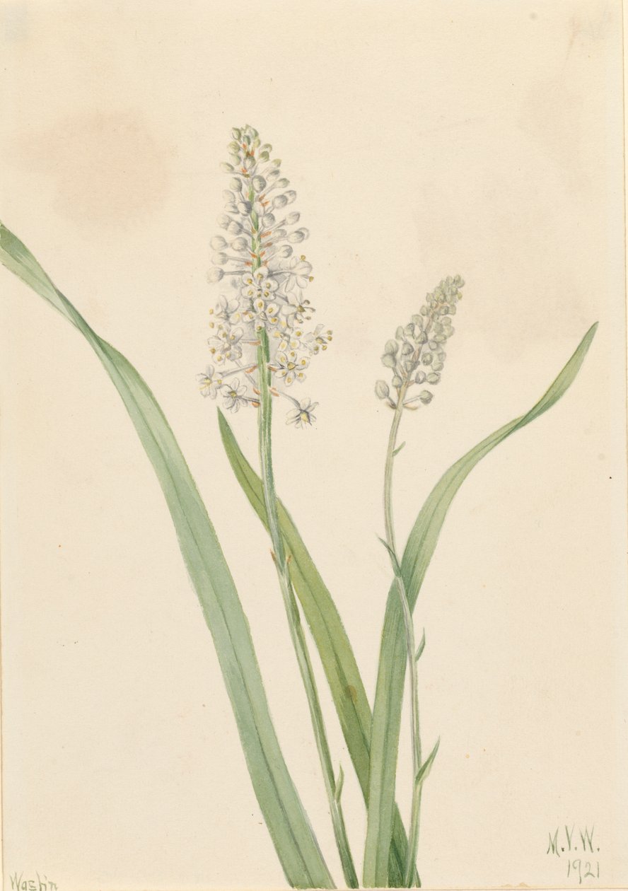 Crowpoison Chrosperma muscaetoxicum ، 1921 بواسطة ماري فو والكوت