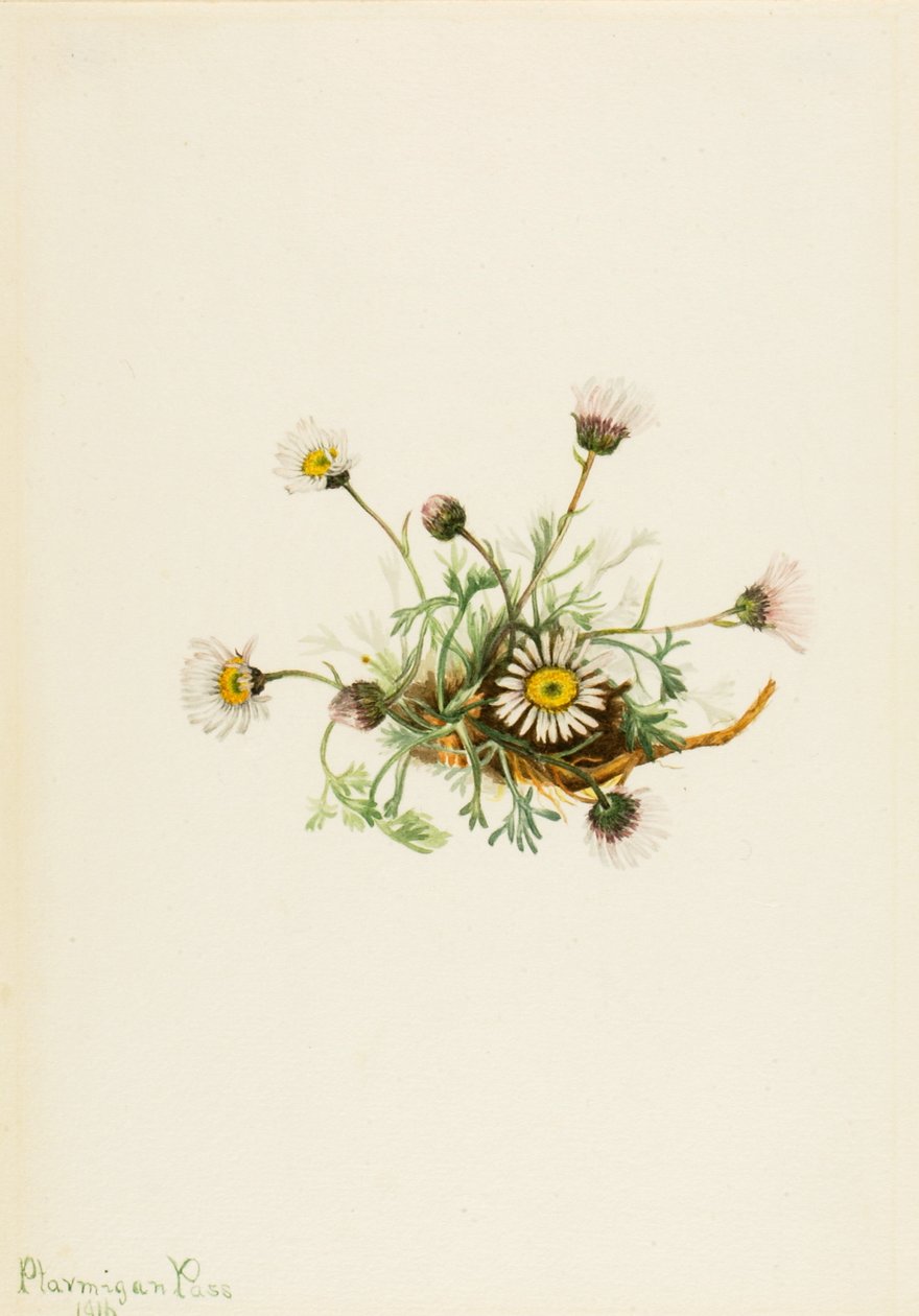 مركب Erigeron ذو الأوراق المقطوعة ، 1916 بواسطة ماري فو والكوت