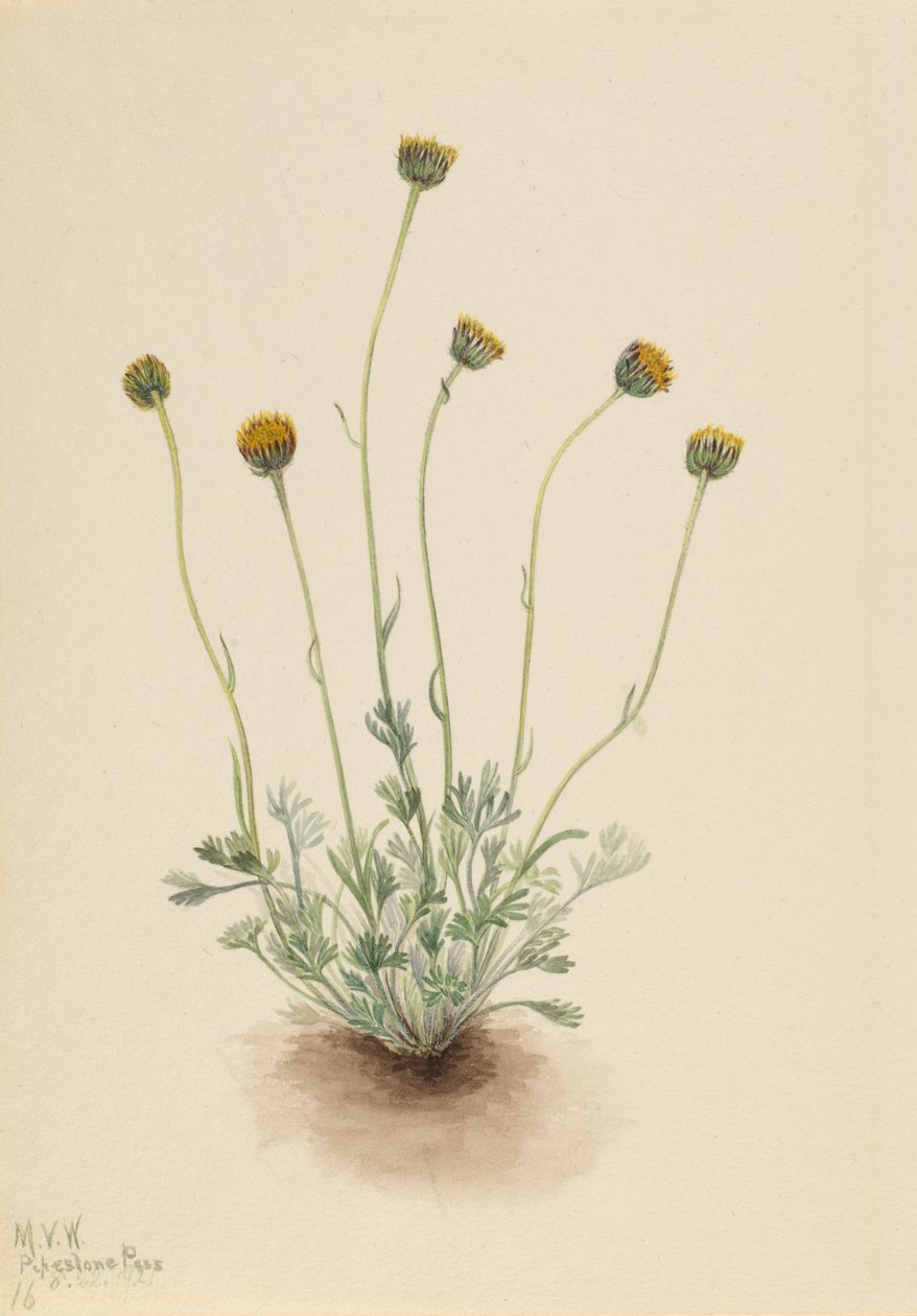 Cut Leaf Fleabane Erigeron عار ، 1921 بواسطة ماري فو والكوت