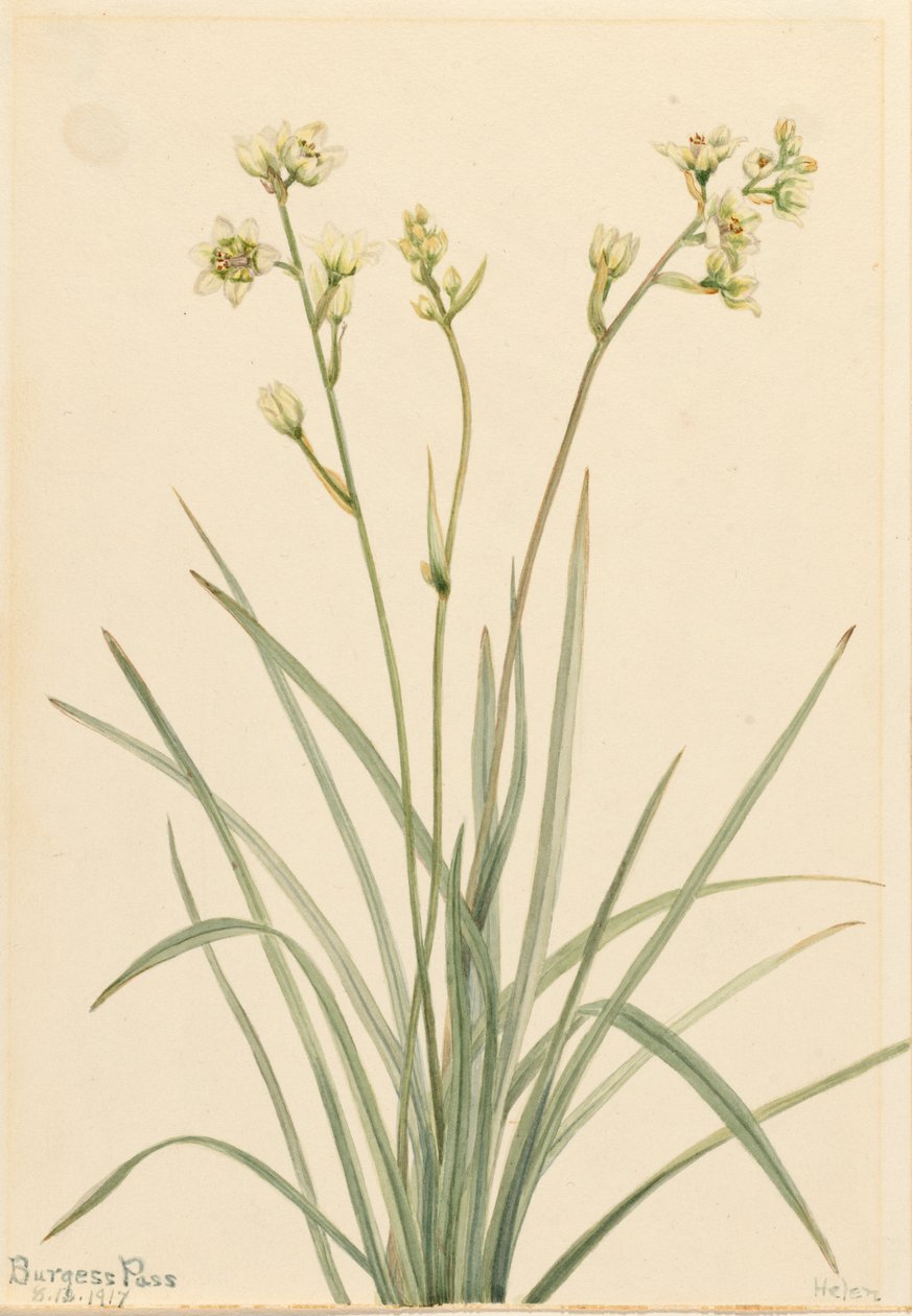 Deathcamas Zygadenus elegans ، 1917. بواسطة ماري فو والكوت