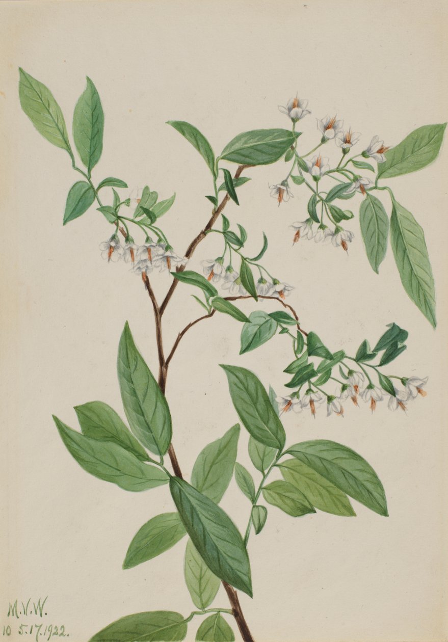 Deerberry Polycodium stamineum ، 1922. بواسطة ماري فو والكوت